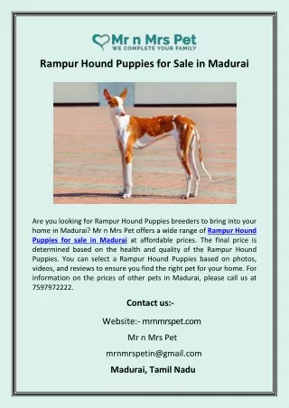 Rampur Hound Puppies for Sale in Madurai