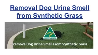 Removal Dog Urine Smell from Synthetic Grass