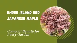 Discover the Rhode Island Red Maple: A Compact Gem for Your Garden