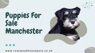 Puppies For Sale Manchester