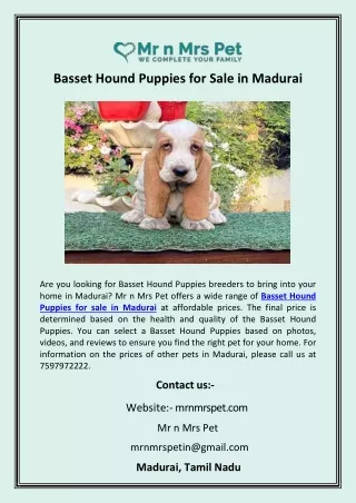 Basset Hound Puppies for Sale in Madurai