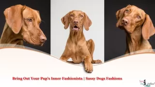 Bring Out Your Pup’s Inner Fashionista - Sassy Dogs Fashions