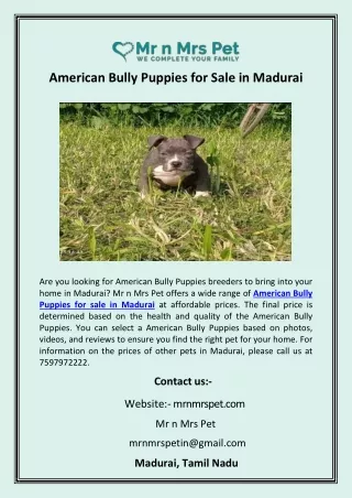 American Bully Puppies for Sale in Madurai