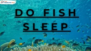 Do Fish Sleep