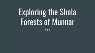 Exploring the Shola Forests of Munnar