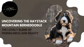 Uncovering The Haystack Mountain Bernedoodle The Lovely Blend of Friendliness an