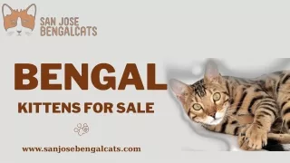 Bengal Kittens for Sale in California | San Jose Bengalcats