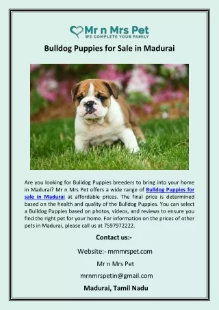 Bulldog Puppies for Sale in Madurai