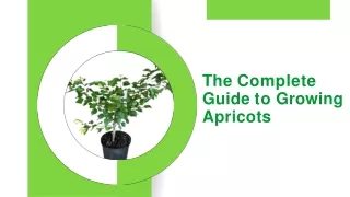 The Complete Guide to Growing Apricots