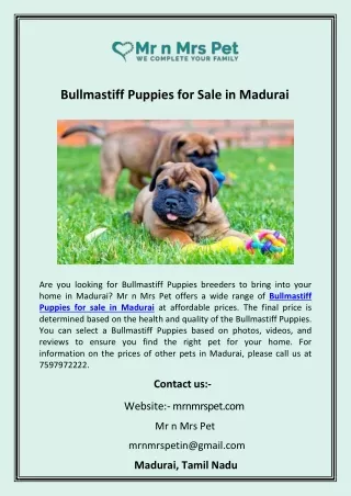 Bullmastiff Puppies for Sale in Madurai