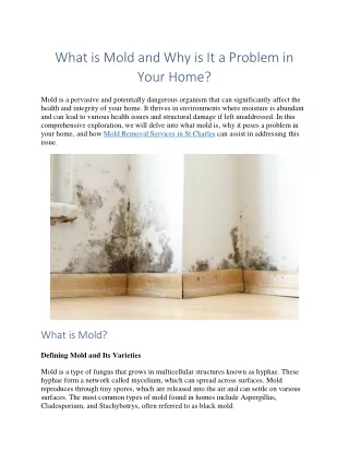 What is Mold and Why is It a Problem in Your Home