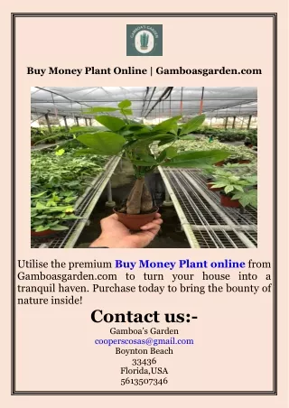 Buy Money Plant Online  Gamboasgarden.com