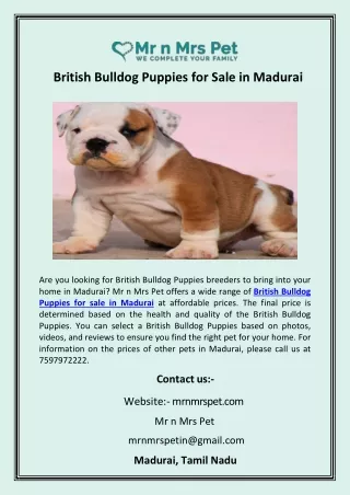 British Bulldog Puppies for Sale in Madurai