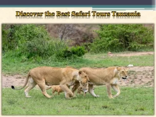 Discover the Best Safari Tours Tanzania