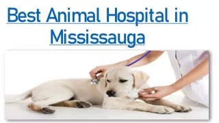 Best Animal Hospital in Mississauga