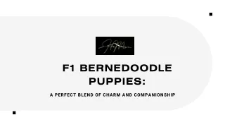 F1 Bernedoodle Puppies: A Perfect Blend of Charm and Companionship