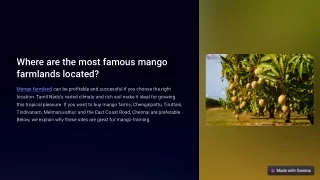 Where are the most famous mango farmlands located?