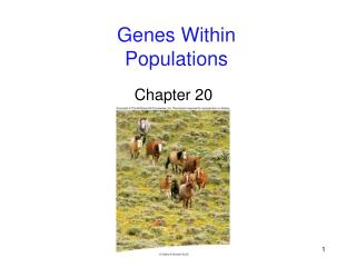 Genes Within Populations