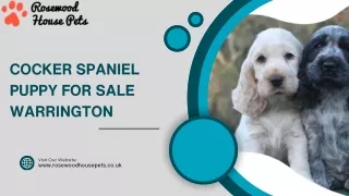 Cocker Spaniel Puppy For Sale  Warrington