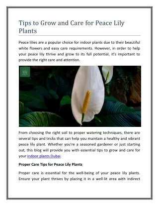 Tips to Grow and Care for Peace Lily Plants | wellpottedplantsae