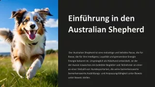 Australian Shepherd