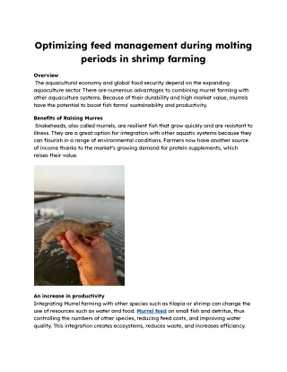Optimizing feed management during molting periods in shrimp farming