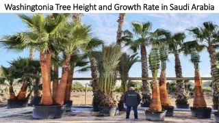 Washingtonia Tree Height and Growth Rate in Saudi Arabia