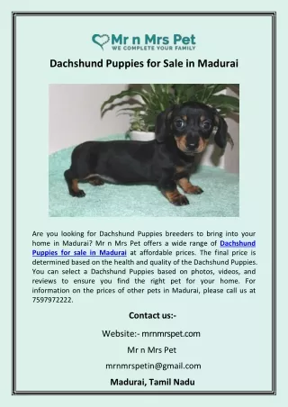 Dachshund Puppies for Sale in Madurai