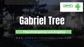 Tree Emergency Los Angeles