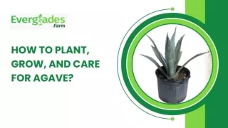 How To Plant, Grow, And Care For Agave?