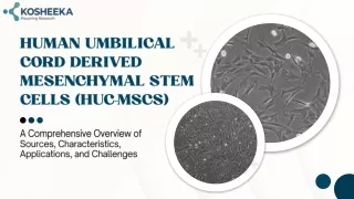 Human Umbilical Cord Derived Mesenchymal Stem Cells (hUC-MSCs)