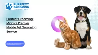 Purrfect Grooming: Miami's Premier Mobile Pet Grooming Service