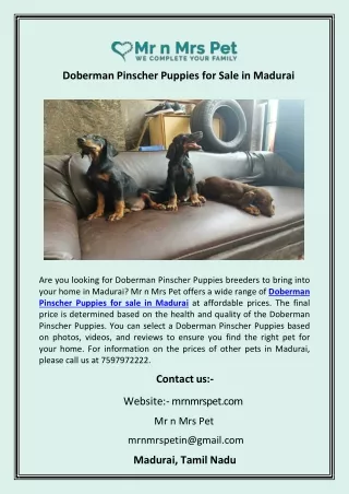 Doberman Pinscher Puppies for Sale in Madurai