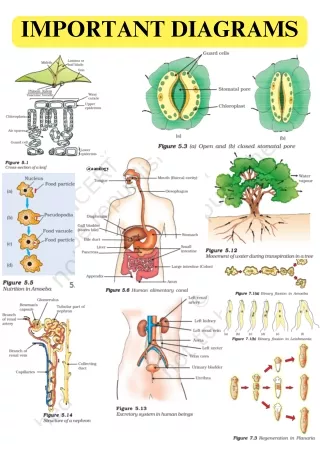 IMPORTANT DIAGRAMS class 10