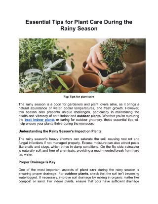 Essential Tips for Plant Care During the Rainy Season