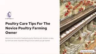 Poultry-Care-Tips-For-The-Novice-Poultry-Farming-Owner