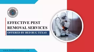 Professional Pest Control & Bed Bug Control Solutions