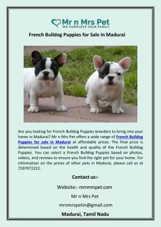 French Bulldog Puppies for Sale in Madurai