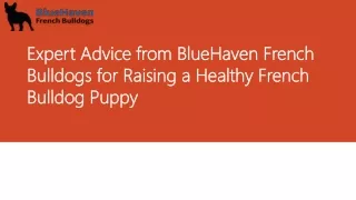 Expert Advice from BlueHaven French Bulldogs for Raising