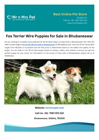 Fox Terrier Wire Puppies for Sale in Bhubaneswar