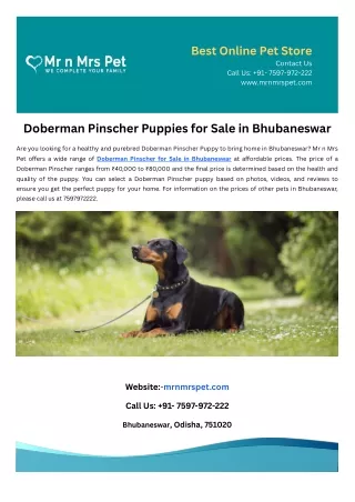 Doberman Pinscher Puppies for Sale in Bhubaneswar