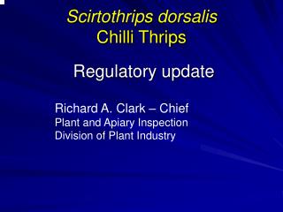 Scirtothrips dorsalis Chilli Thrips