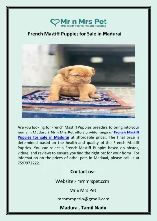 French Mastiff Puppies for Sale in Madurai