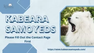 Your Ultimate Checklist for Buying Samoyed Puppies Near You