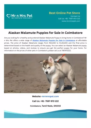 Alaskan Malamute Puppies for Sale in Coimbatore