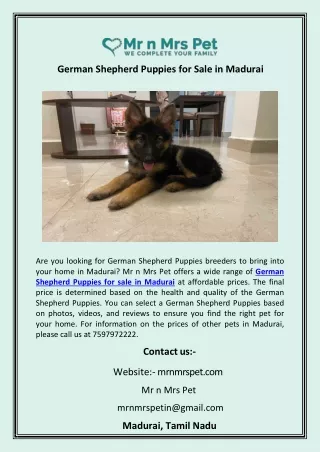 German Shepherd Puppies for Sale in Madurai