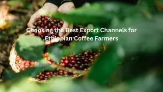 Choosing the Best Export Channels for Ethiopian Coffee Farmers