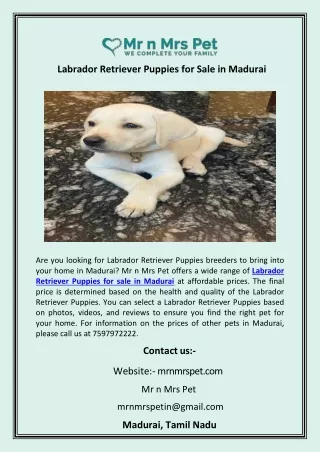 Labrador Retriever Puppies for Sale in Madurai