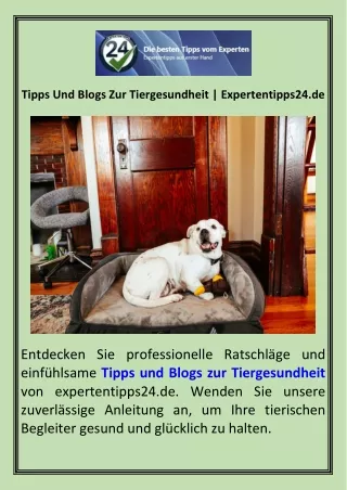 Tipps Und Blogs Zur Tiergesundheit  Expertentipps24.de