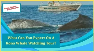 What Can You Expect On A Kona Whale Watching Tour